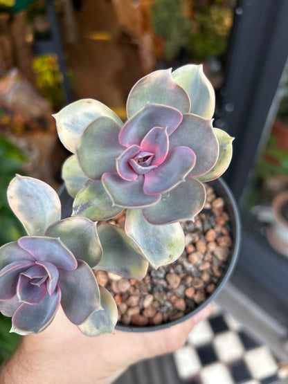 Echeveria ‘Rainbow’ succulent in 10.5cm pot outside Urban Tropicana plant shop in Chiswick, London