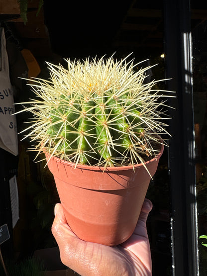 Echinocactus Grusonni in a 12cm pot outside Urban Tropicana in Chiswick London