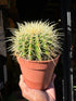 Echinocactus Grusonni in a 12cm pot outside Urban Tropicana in Chiswick London