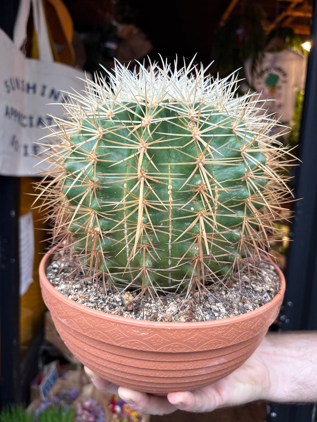 Echinocactus grusonii Golden Barrel Cactus in 23cm pot outside Urban Tropicana plant shop in Chiswick, London