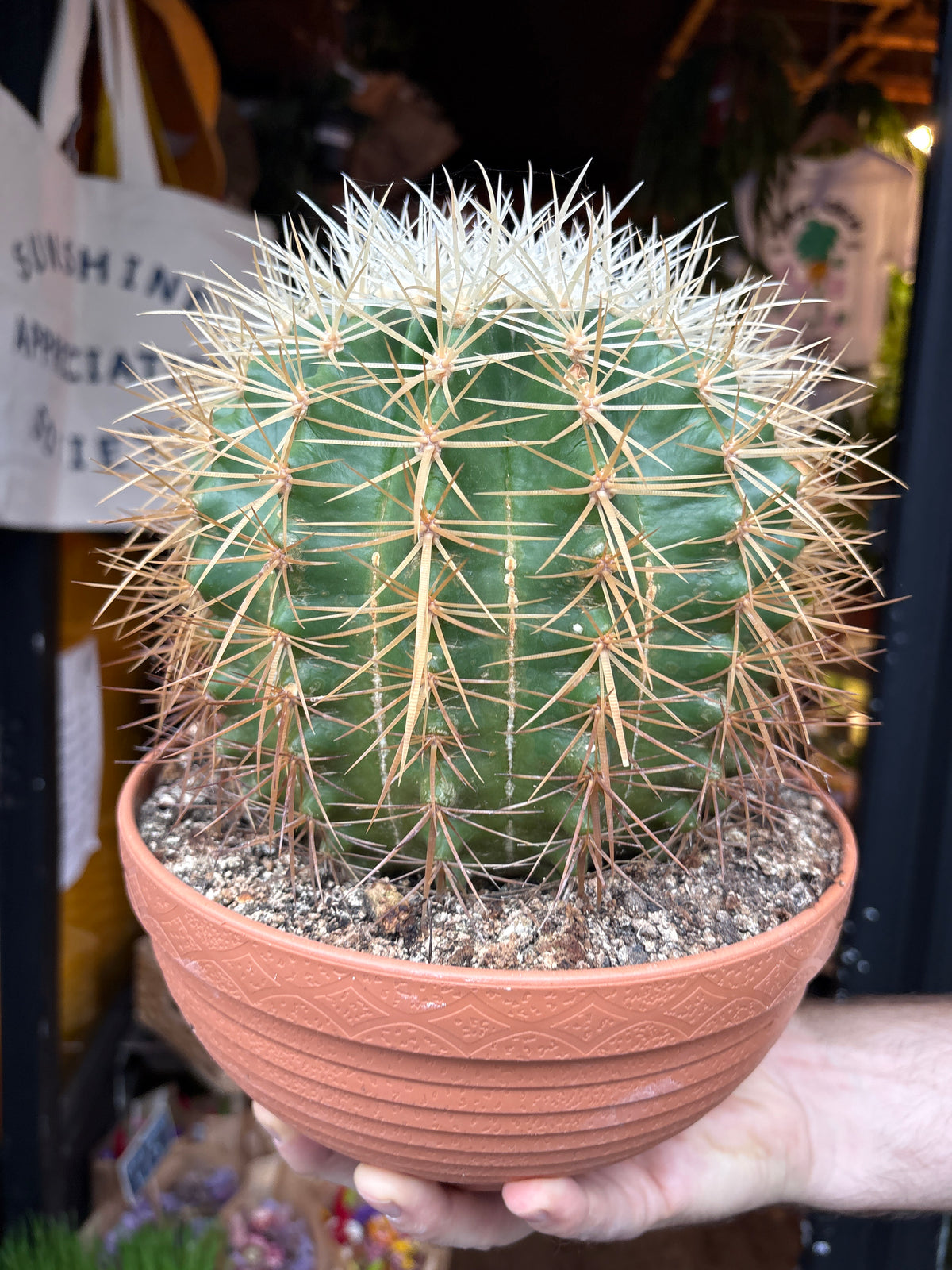 Echinocactus grusonii Golden Barrel Cactus in 23cm pot outside Urban Tropicana plant shop in Chiswick, London