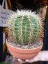 Echinocactus grusonii Golden Barrel Cactus in 23cm pot outside Urban Tropicana plant shop in Chiswick, London