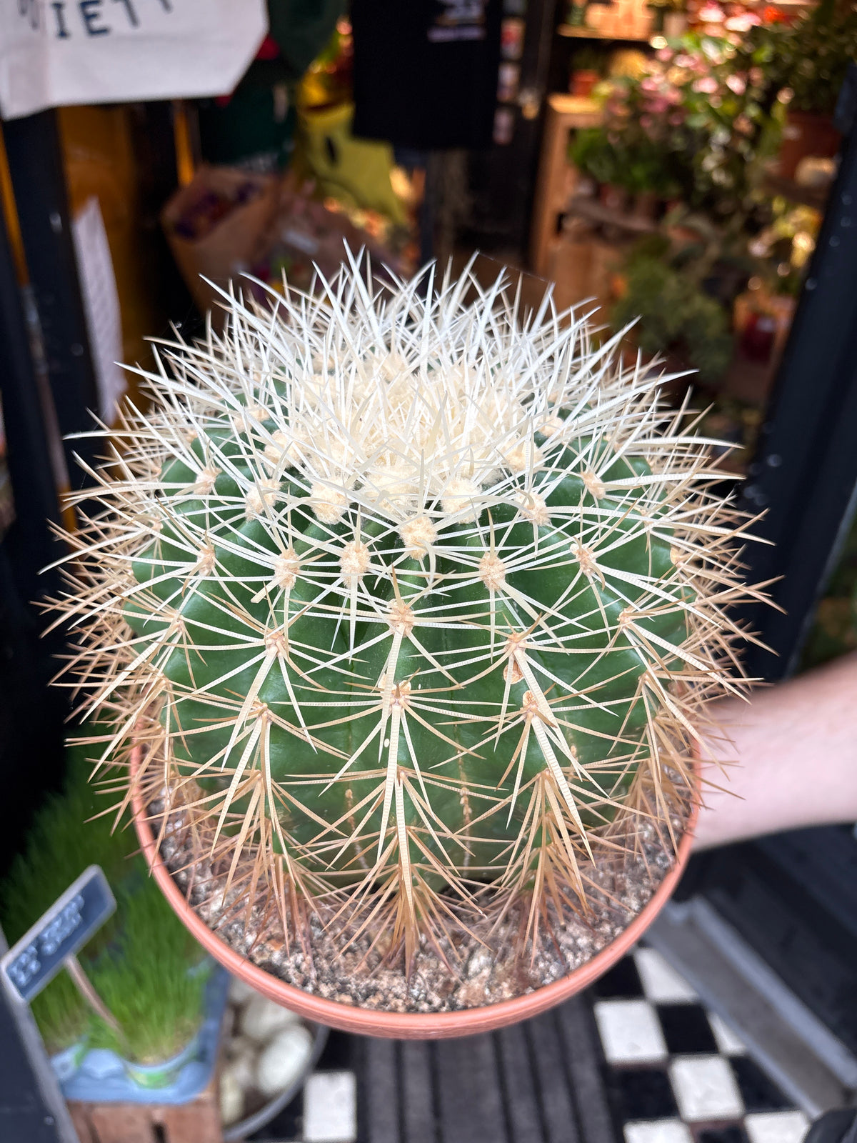 Echinocactus grusonii Golden Barrel Cactus in 23cm pot outside Urban Tropicana plant shop in Chiswick, London