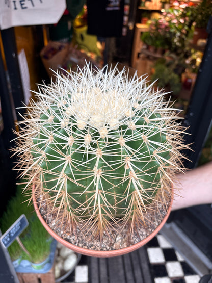 Echinocactus grusonii Golden Barrel Cactus in 23cm pot outside Urban Tropicana plant shop in Chiswick, London