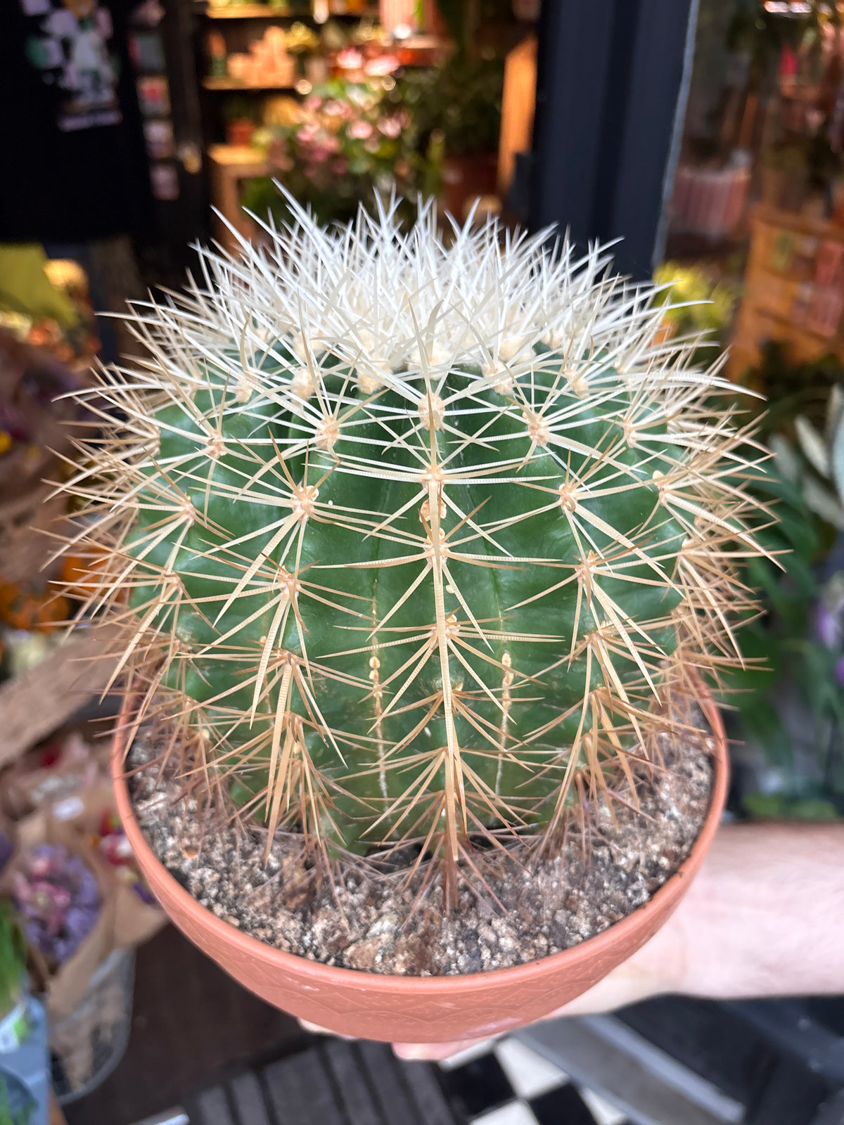 Echinocactus grusonii Golden Barrel Cactus in 23cm pot outside Urban Tropicana plant shop in Chiswick, London