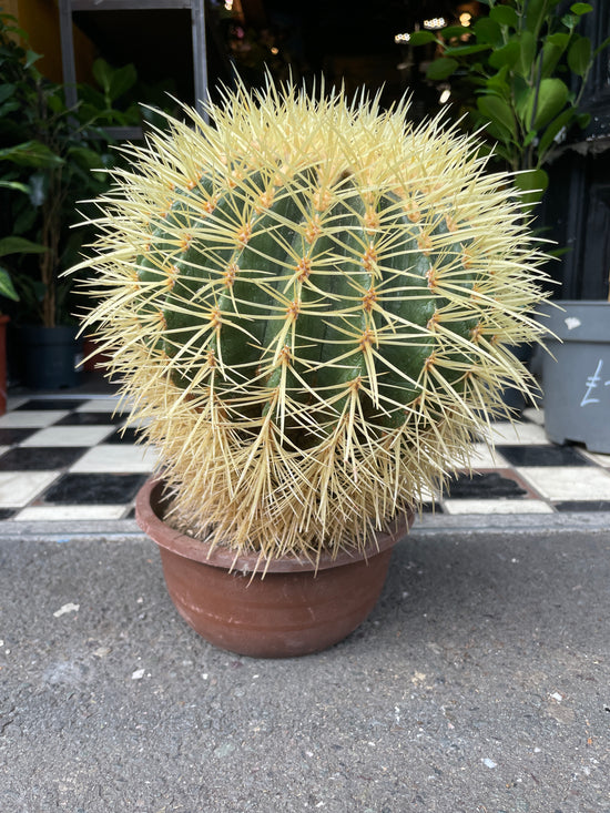 A Echinocactus Grusonni plant also known as Golden Barrel Cactus in front of Urban Tropicana&