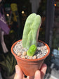 Echinopsis lageniformis (Penis Cactus) outside Urban Tropicana plant shop in Chiswick, London