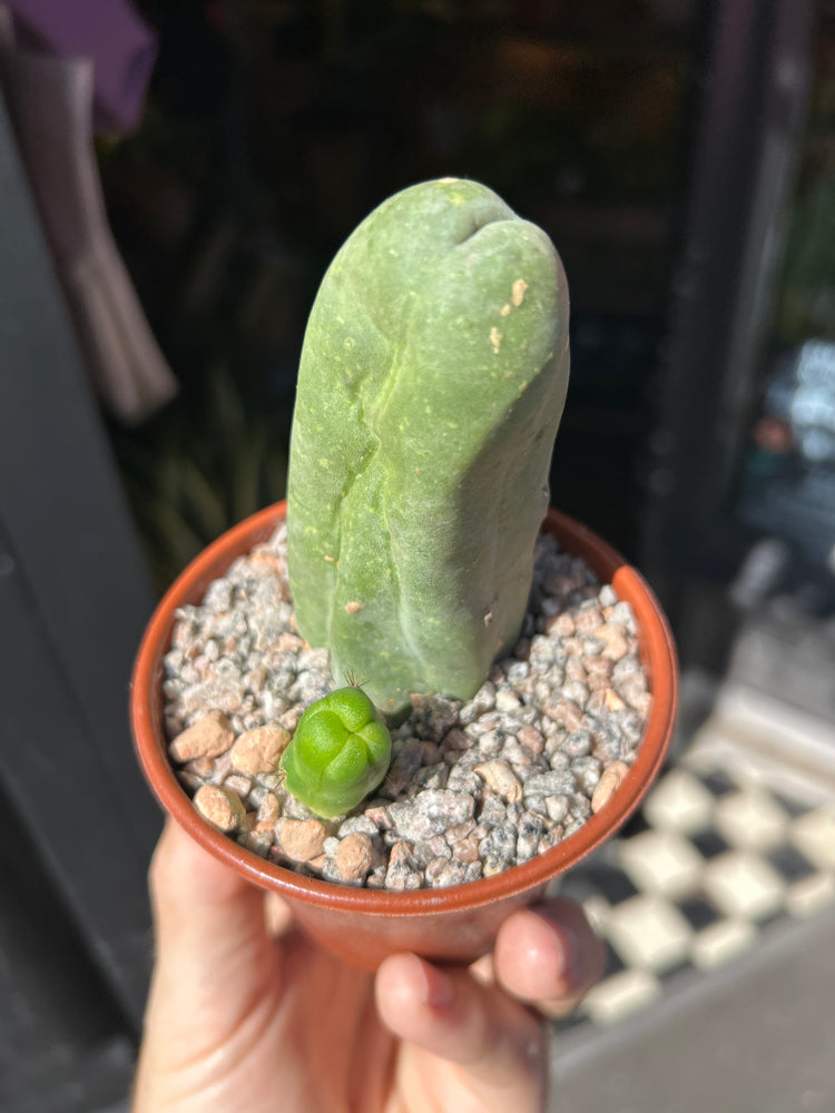 Echinopsis lageniformis (Penis Cactus) outside Urban Tropicana plant shop in Chiswick, London