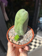 Echinopsis lageniformis (Penis Cactus) outside Urban Tropicana plant shop in Chiswick, London
