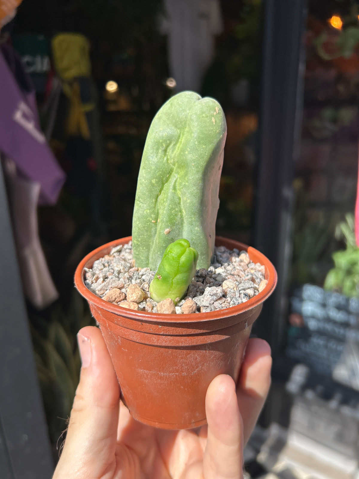 Echinopsis lageniformis (Penis Cactus) outside Urban Tropicana plant shop in Chiswick, London