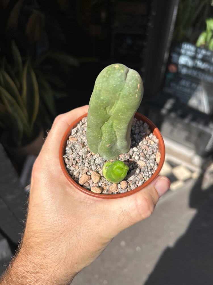 Echinopsis lageniformis (Penis Cactus) outside Urban Tropicana plant shop in Chiswick, London