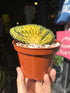Echinopsis pachanoi ‘Cristate Variegated’ cactus outside Urban Tropicana plant shop in Chiswick, London