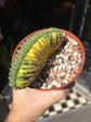 Echinopsis pachanoi ‘Cristate Variegated’ cactus outside Urban Tropicana plant shop in Chiswick, London