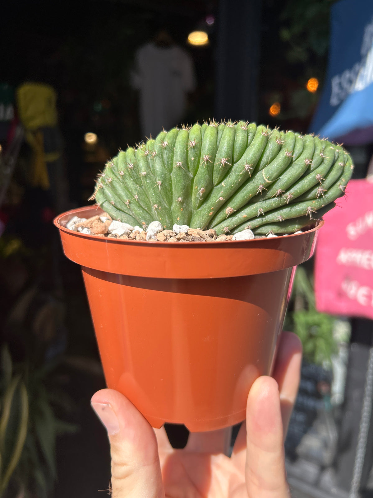 Echinopsis pachanoi ‘Cristate Variegated’ cactus outside Urban Tropicana plant shop in Chiswick, London