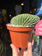 Echinopsis pachanoi ‘Cristate Variegated’ cactus outside Urban Tropicana plant shop in Chiswick, London
