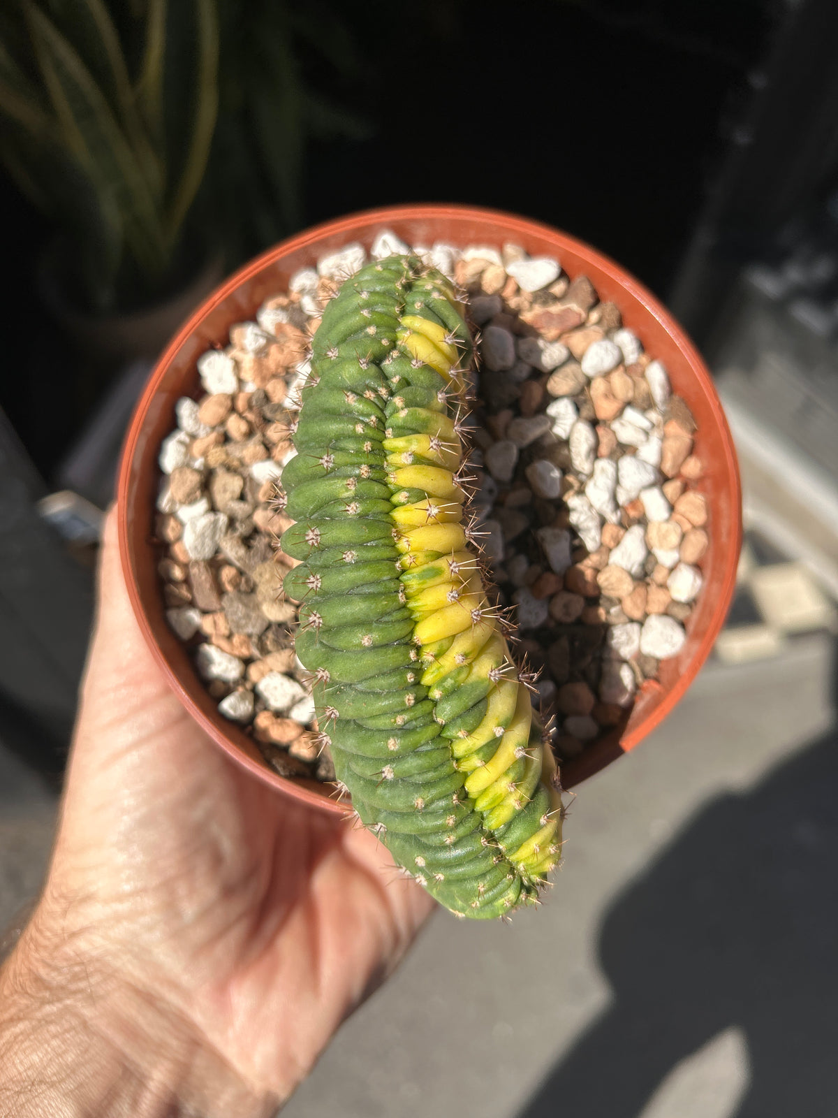 Echinopsis pachanoi ‘Cristate Variegated’ cactus outside Urban Tropicana plant shop in Chiswick, London