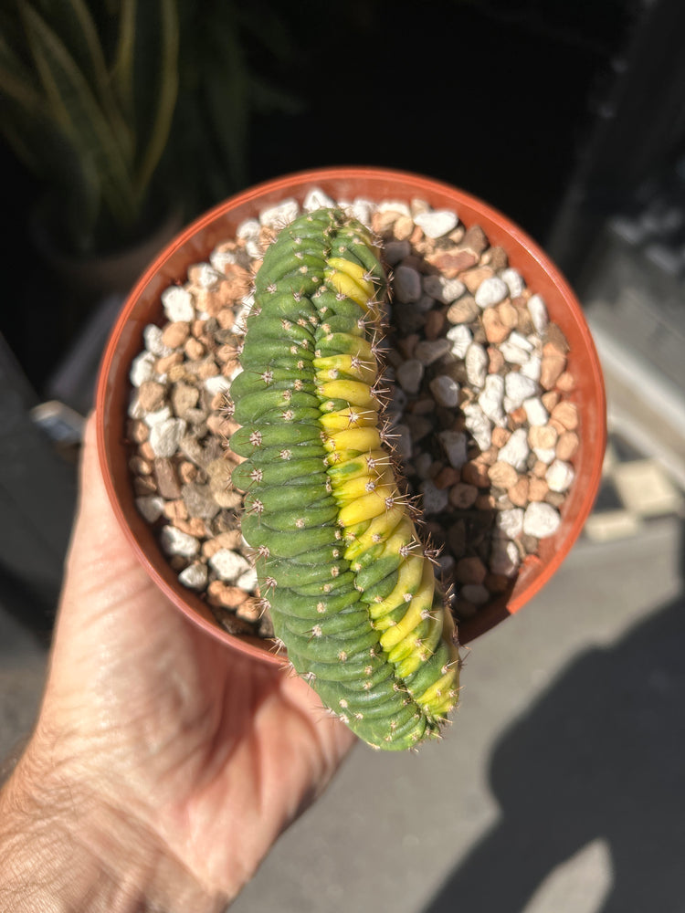 Echinopsis pachanoi ‘Cristate Variegated’ cactus outside Urban Tropicana plant shop in Chiswick, London