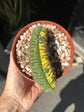 Echinopsis pachanoi ‘Cristate Variegated’ cactus outside Urban Tropicana plant shop in Chiswick, London