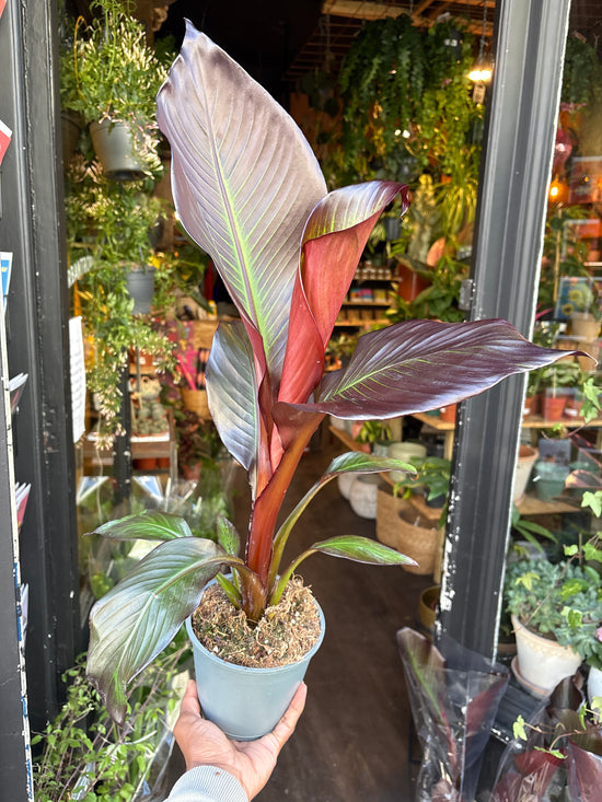 An Ensete Ventricosum Maurelii or Ethiopian Banana plant in front of Urban Tropicana’s Plant Shop in Chiswick London