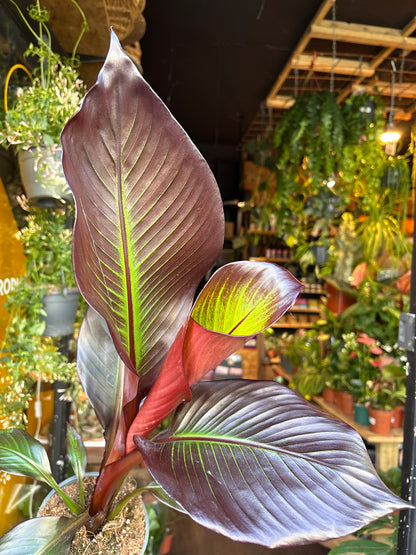 An Ensete Ventricosum Maurelii or Ethiopian Banana plant in front of Urban Tropicana’s Plant Shop in Chiswick London