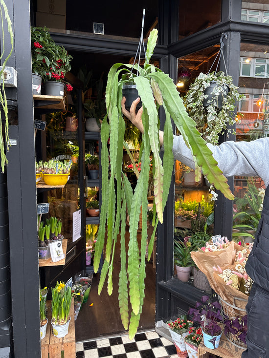 A Epiphyllum Ackermannii plant also known as a Red Orchid Cactus in front of Urban Tropicana&