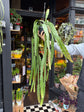 A Epiphyllum Ackermannii plant also known as a Red Orchid Cactus in front of Urban Tropicana&