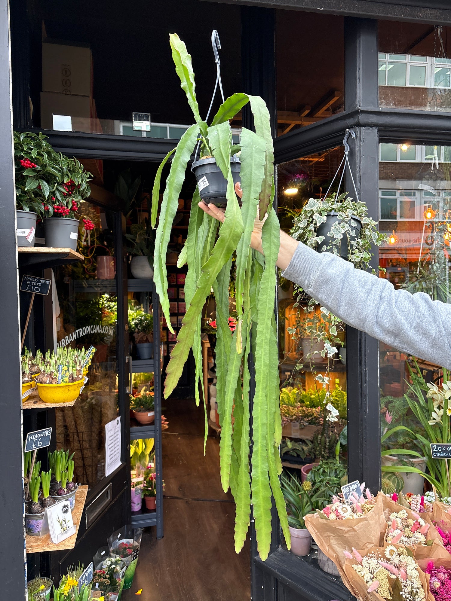 A Epiphyllum Ackermannii plant also known as a Red Orchid Cactus in front of Urban Tropicana&