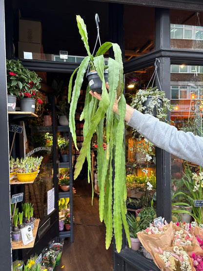A Epiphyllum Ackermannii plant also known as a Red Orchid Cactus in front of Urban Tropicana&
