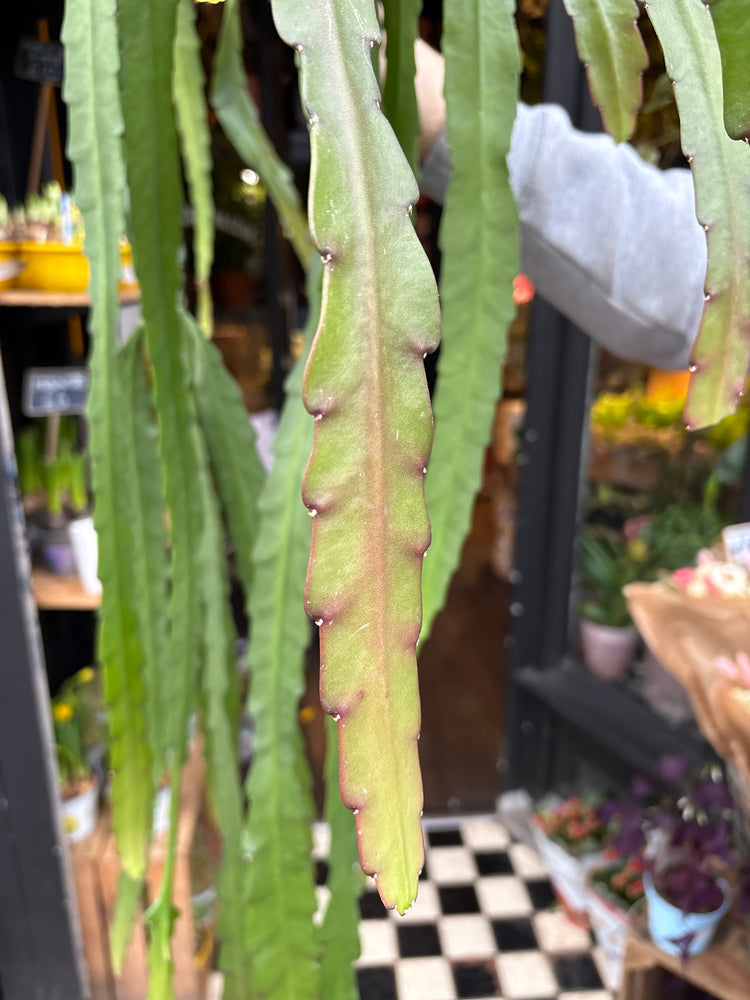 A Epiphyllum Ackermannii plant also known as a Red Orchid Cactus in front of Urban Tropicana&