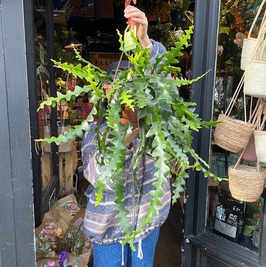 A Epiphyllum Anguliger plant also known as a fish bone cactus in front of Urban Tropicana&