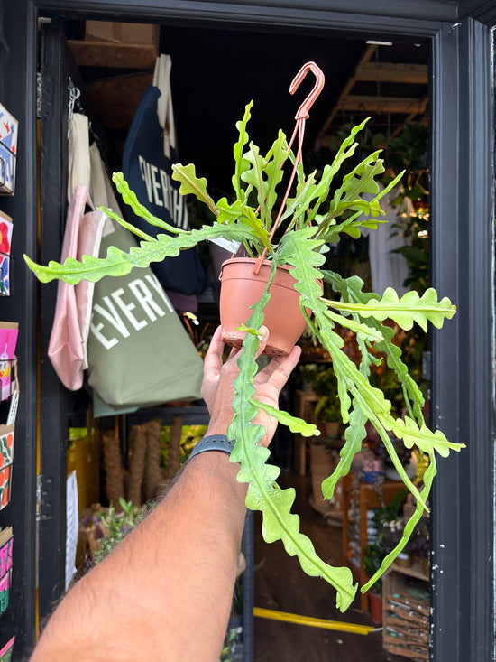 Epiphyllum anguliger cactus in 12cm pot outside Urban Tropicana plant shop in Chiswick, London
