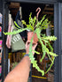 Epiphyllum anguliger cactus in 12cm pot outside Urban Tropicana plant shop in Chiswick, London