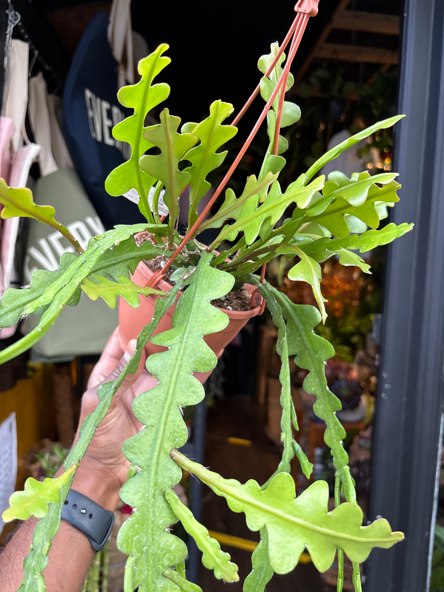 Epiphyllum anguliger cactus in 12cm pot outside Urban Tropicana plant shop in Chiswick, London