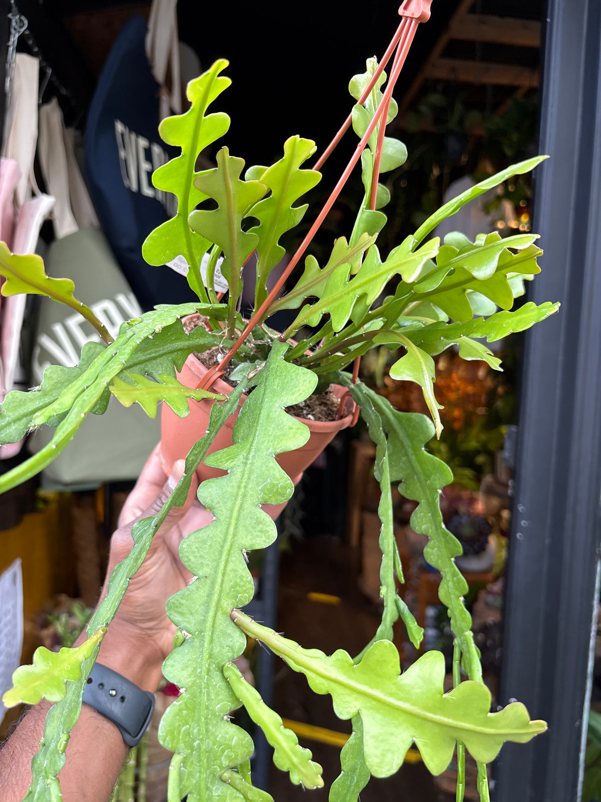 Epiphyllum anguliger cactus in 12cm pot outside Urban Tropicana plant shop in Chiswick, London