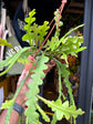 Epiphyllum anguliger cactus in 12cm pot outside Urban Tropicana plant shop in Chiswick, London
