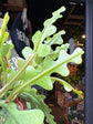 Epiphyllum anguliger cactus in 12cm pot outside Urban Tropicana plant shop in Chiswick, London