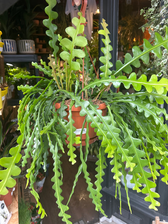An Epiphyllum Anguliger &