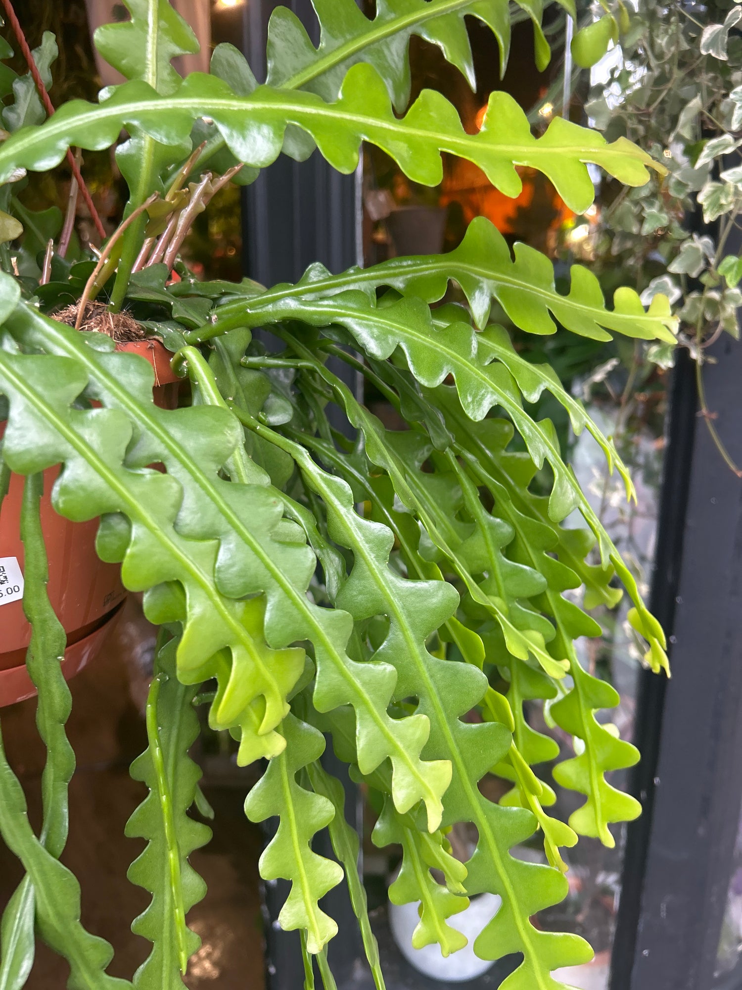An Epiphyllum Anguliger &