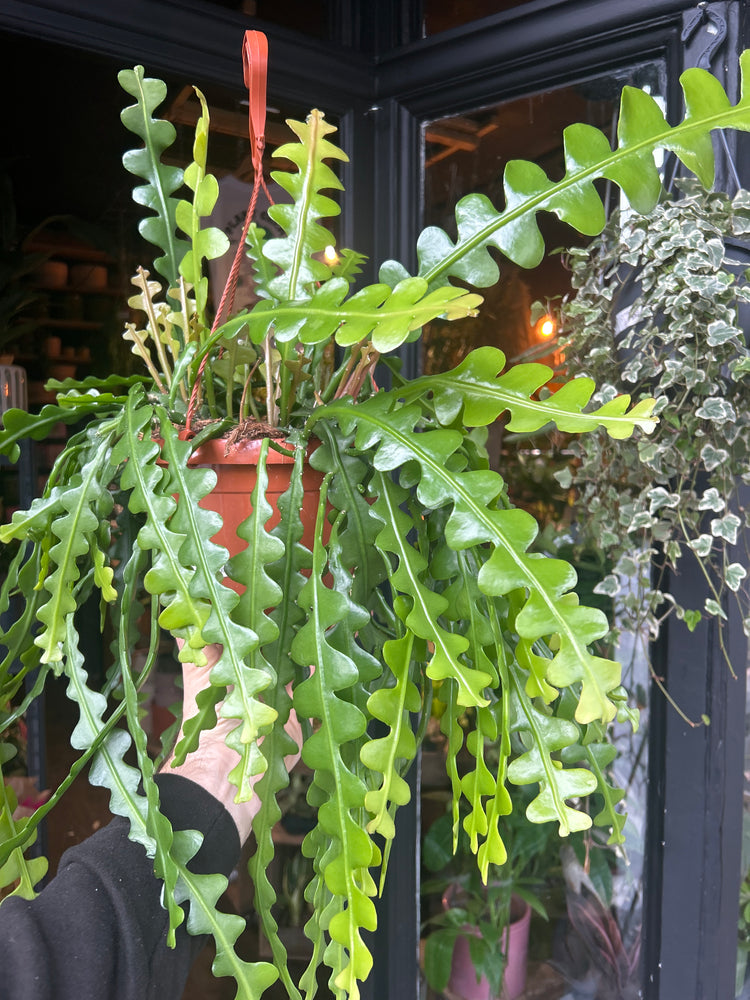 An Epiphyllum Anguliger &