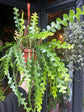 An Epiphyllum Anguliger &