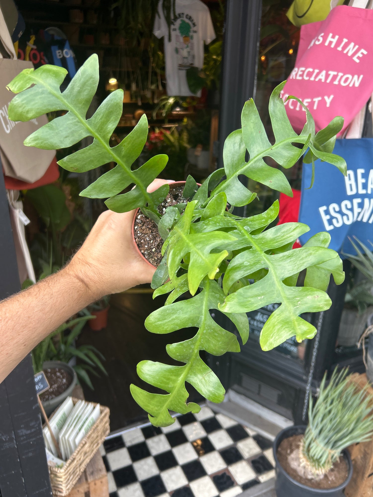Epiphyllum Chrysocardium, or Fern Leaf Cactus and Golden Heart Epiphyllum, outside Urban Tropicana’s houseplant store in Chiswick, West London