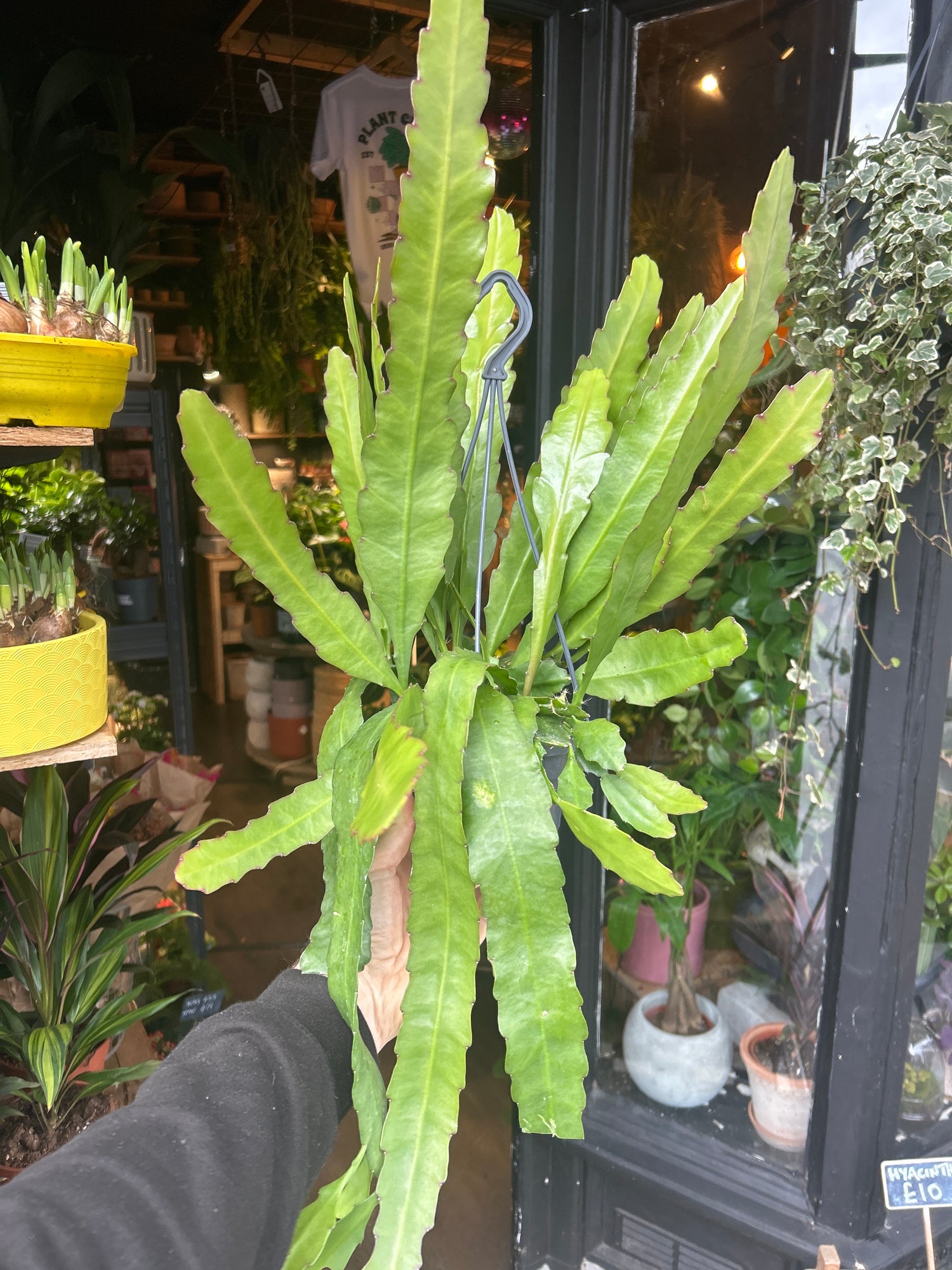 An Epiphyllum ‘Fruhlingsgold’ plant in front of Urban Tropicana’s Plant Shop in Chiswick London