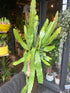 An Epiphyllum ‘Fruhlingsgold’ plant in front of Urban Tropicana’s Plant Shop in Chiswick London