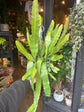 An Epiphyllum ‘Fruhlingsgold’ plant in front of Urban Tropicana’s Plant Shop in Chiswick London