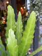 An Epiphyllum ‘Fruhlingsgold’ plant in front of Urban Tropicana’s Plant Shop in Chiswick London