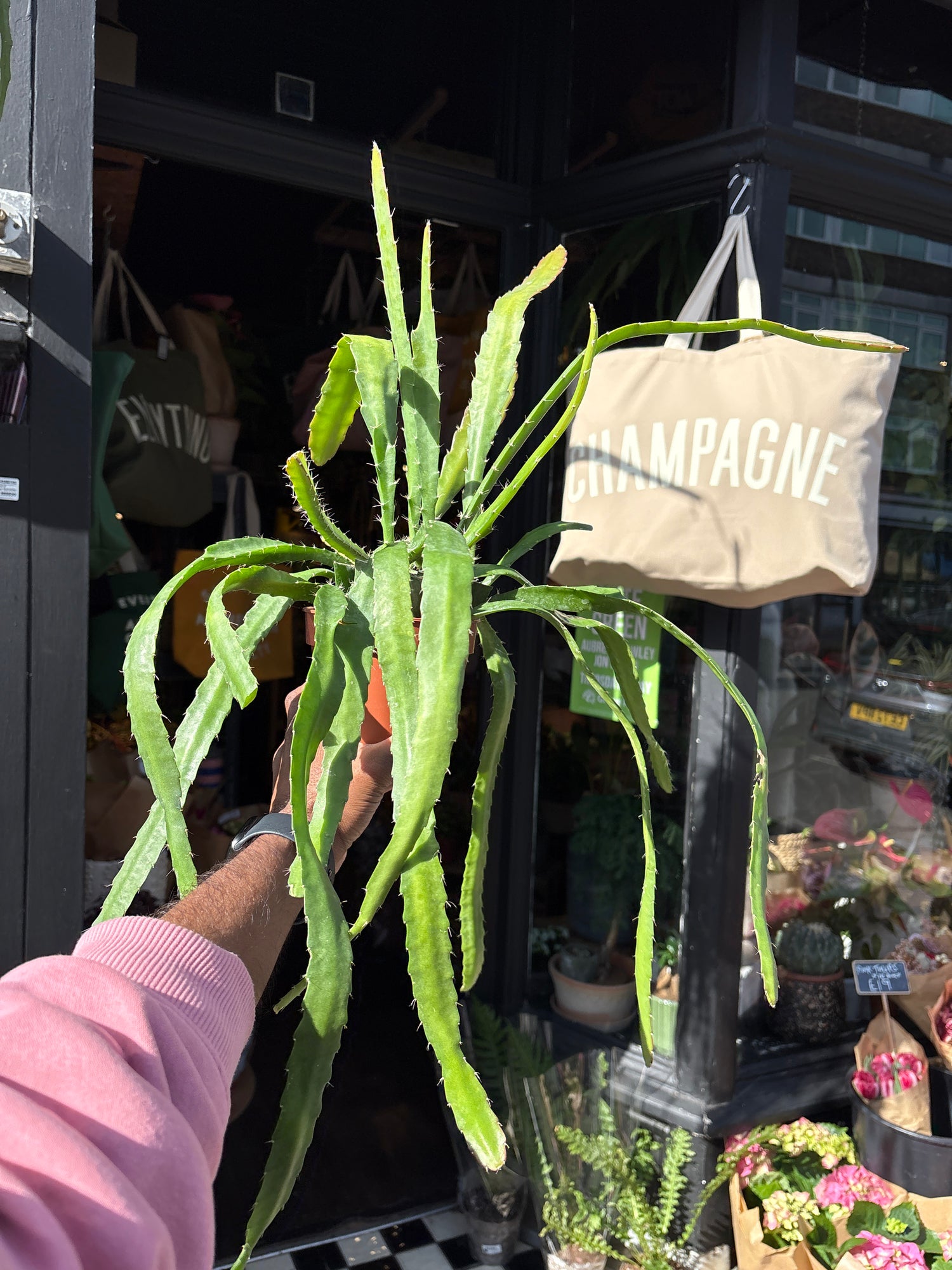 An Epiphyllum ‘Red Tip’ cactus, with flat green stems tipped in red, displayed in front of Urban Tropicana’s Plant Shop in Chiswick, London
