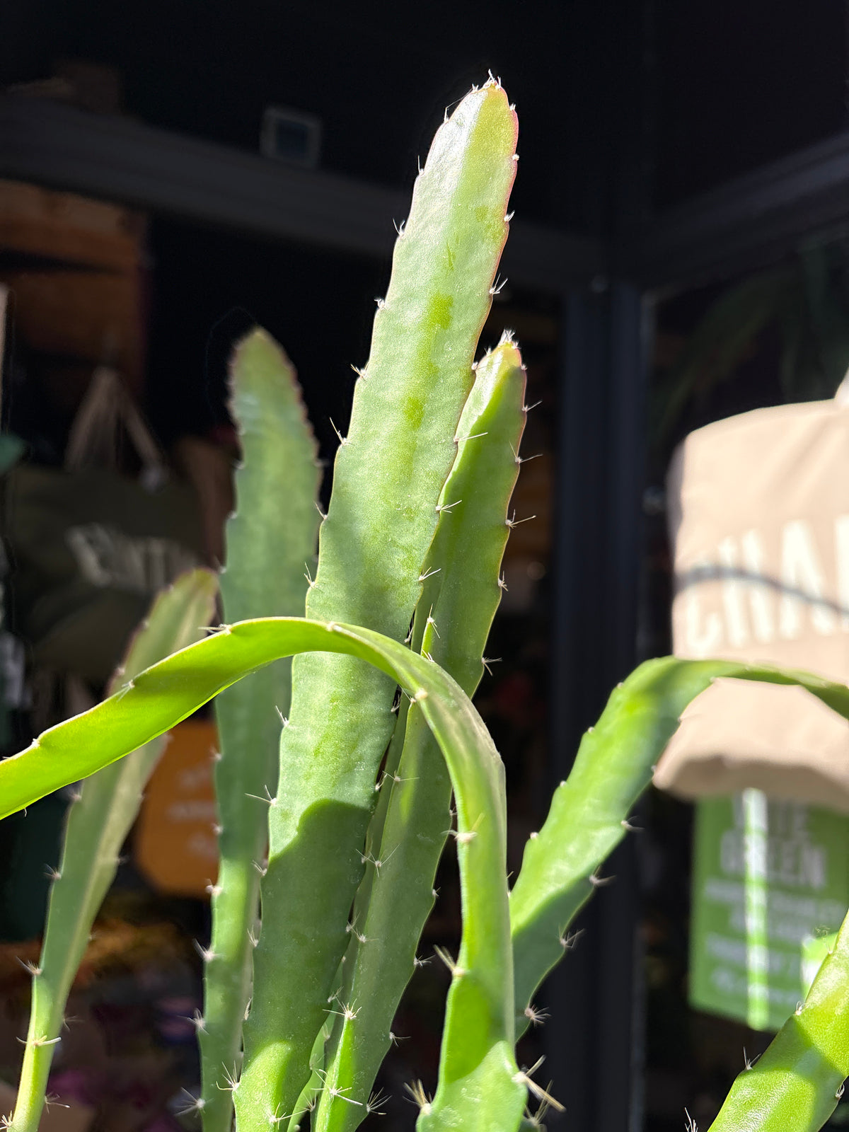 An Epiphyllum ‘Red Tip’ cactus, with flat green stems tipped in red, displayed in front of Urban Tropicana’s Plant Shop in Chiswick, London