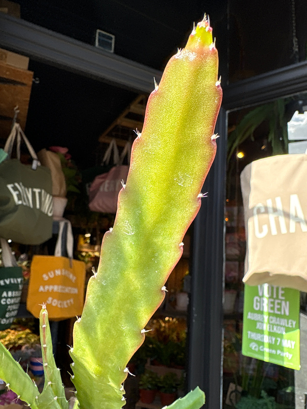 An Epiphyllum ‘Red Tip’ cactus, with flat green stems tipped in red, displayed in front of Urban Tropicana’s Plant Shop in Chiswick, London