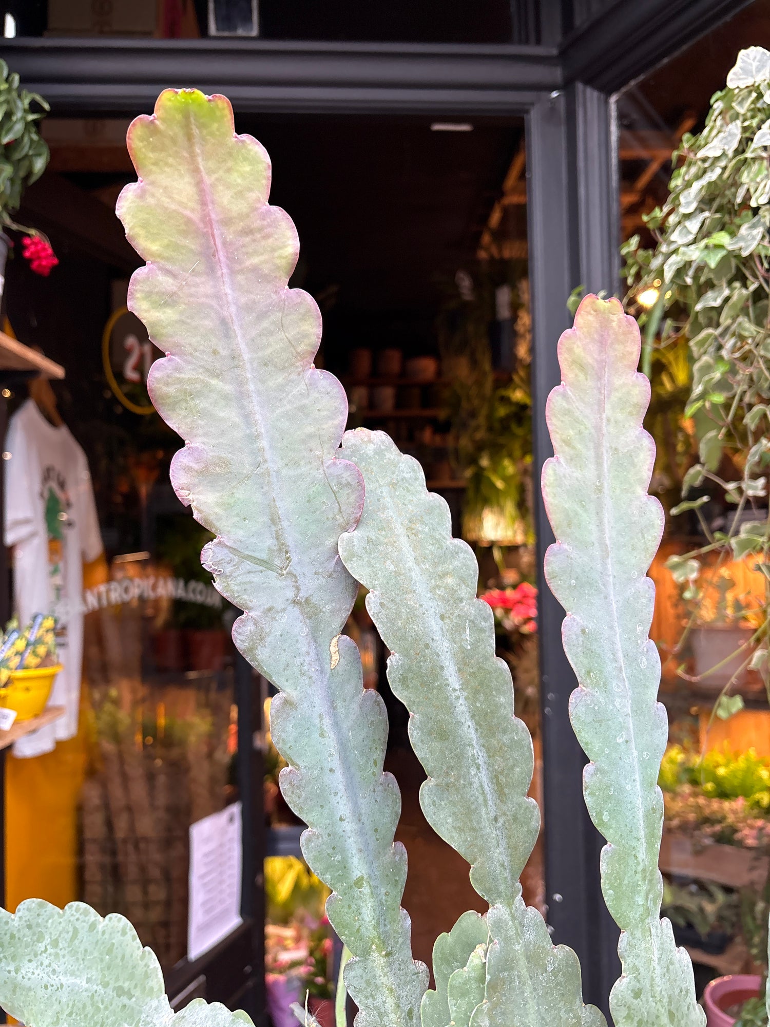 An Epiphyllum ‘Sarah Courant’ plant in front of Urban Tropicana’s Plant Shop in Chiswick London