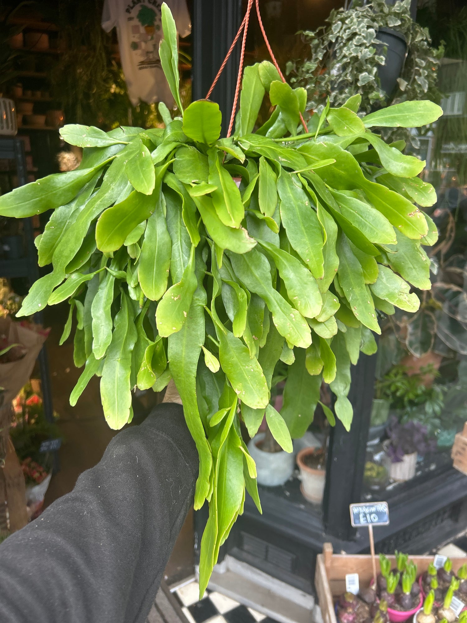 An Epiphyllum_pumilum plant in front of Urban Tropicana’s Plant Shop in Chiswick London